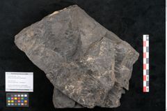 Foto (Objekt + Etikett) von Palissya podocarpoides Ettingshausen (NHMW-GEO-2024-0188-10308)
